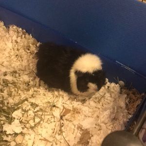 Meet your Posher, Pamela